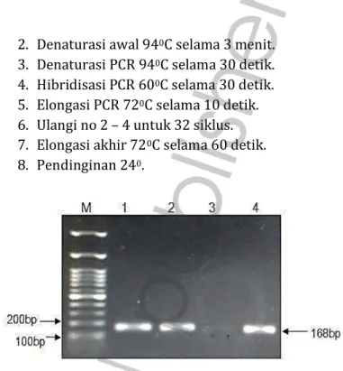 Gambar 10. Hasil PCR Tahap 2. Lajur 1 dan 3 (sampel PCR A dan B)  menggunakan primer mutan, sedangkan lajur 2 dan 4 (sampel PCR A 