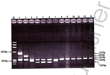 Gambar 12. Hasil PCR MARMS b-globin deteksi b-thalassemia. M: DNA  Ladders/Markers; 1: kontrol b-thal CD71/72, 535 bp; 2: kontrol b-thal  CD41/42, 439 bp; 3: kontrol IVS1nt1, 281 bp; 4: kontrol b-thal CD17,  239 bp; 8: kontrol internal kontrol fragmen, 314