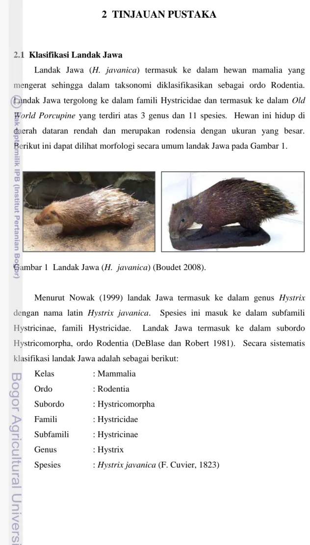 Gambar 1  Landak Jawa (H.  javanica) (Boudet 2008). 