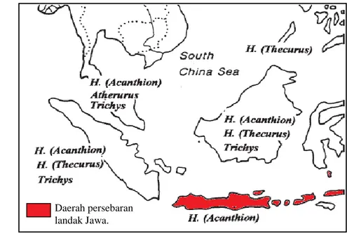 Gambar 3   Peta persebaran H. javanica di Indonesia (modifikasi Weers 2005).               
