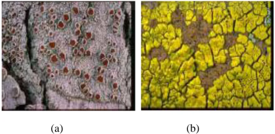 Gambar 5. Lichenes jenis crustose  a). Haematomma, b). Acarospora 