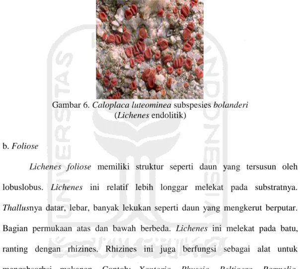 Gambar 6. Caloplaca luteominea subspesies bolanderi   (Lichenes endolitik) 