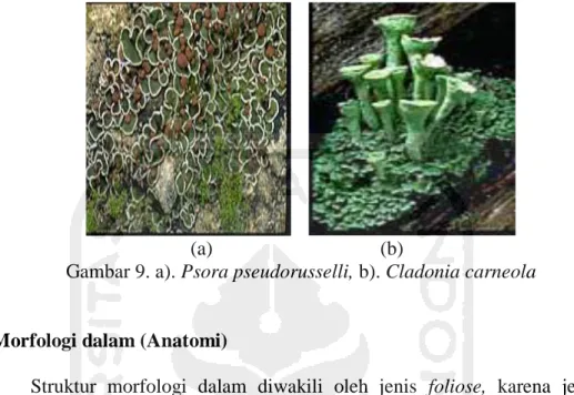 Gambar 9. a). Psora pseudorusselli, b). Cladonia carneola 