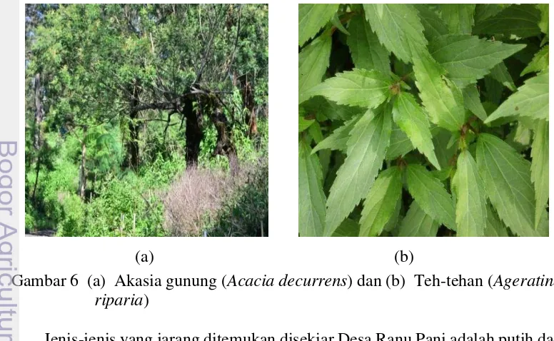 Gambar 6  (a)  Akasia gunung (Acacia decurrens) dan (b)  Teh-tehan (Ageratina 