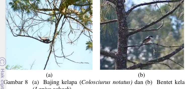 Gambar 8  (a)  Bajing kelapa (Colosciurus notatus) dan (b)  Bentet kelabu 