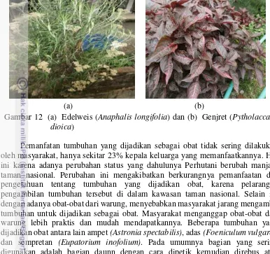 Gambar 12  (a)  Edelweis (Anaphalis longifolia) dan (b)  Genjret (Pytholacca 