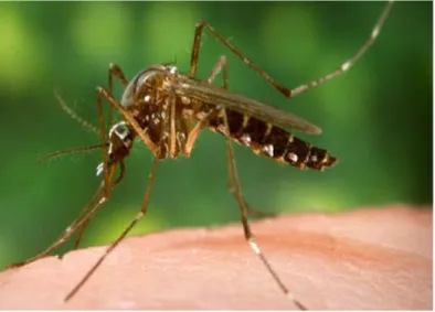 Gambar 8 Nyamuk Dewasa Aedes sp (Centers for Disease Control, 2007)
