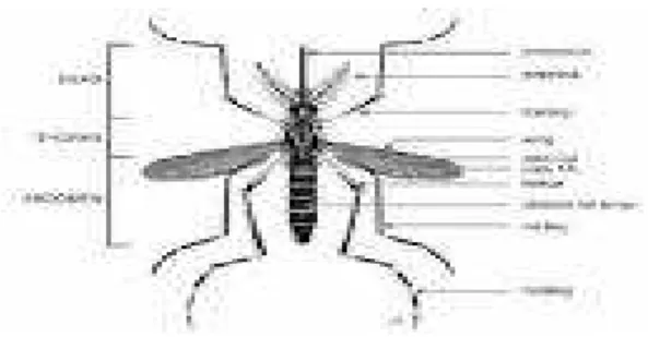 Gambar 1 Morfologi Nyamuk Aedes sp (Kesmas-Unsoed, 2011)