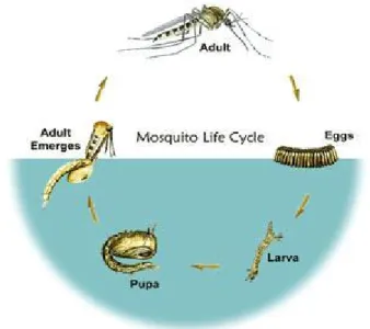 Gambar 4 Siklus Hidup Nyamuk Aedes sp (American Mosquito Control Association, 2013)
