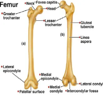 Gambar 3.1 Anatomi Femur 