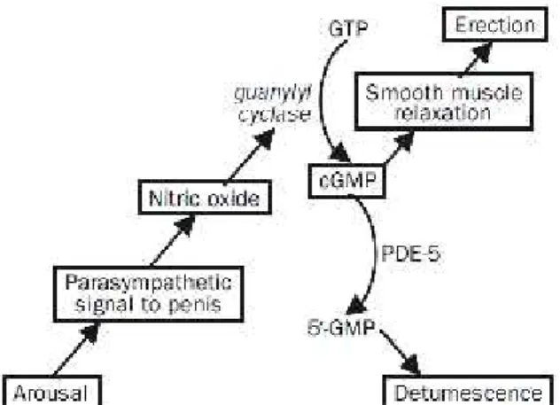 Gambar 5 Mekanisme molekuler ereksi penis. Nitric oxide dilepaskan dari terminal nervus  nonadrenergik/nonkolinergik  dan  sel  endotel  pada  korpus kavernosum