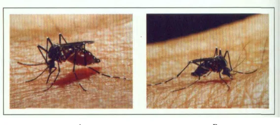 Gambar 4  A. aegypti (A) dan A. albopictus (B) Saat Menghisap Darah  (Sumber : www.mosquitomagnetdepot.com) 