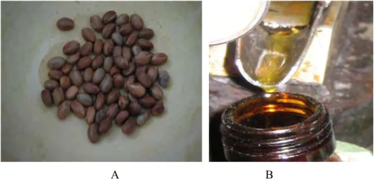 Gambar 12  Profil Buah Kamandrah (A),  Minyak Kamandrah Hasil Pengepresan (B) 