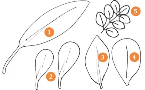 Gambar 30.  Bruguiera (1), Ceriops (2), satu helaian daun (leaflet)  Xylocarpus moluccensis (3) dan X