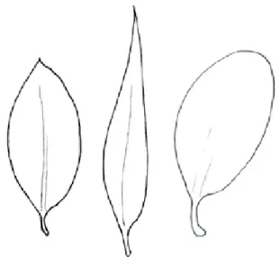 Gambar 32.  Sonneratia ovata (kiri), S. caseolaris (tengah)  dan S. alba (kanan)