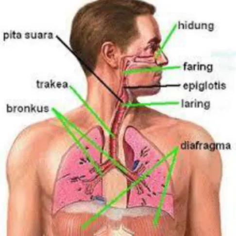 Gambar 1. Saluran pernapasan  Saluran pernapasan atas  Lubang hidung (cavum nasalis) 