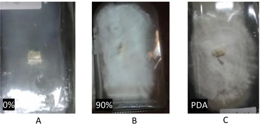 Gambar  3  menunjukkan  diameter  koloni  jamur  tiram  putih  hari  ke-10  pada  medium  air  cucian  beras  konsentrasi 90% lebih besar dibandingkan medium PDA