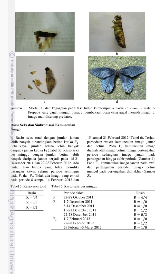 Gambar  3    Mortalitas  dan  kegagalan  pada  fase  hidup  kupu-kupu:  a.  larva  P.  memnon  mati;  b