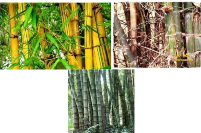Gambar 2.3  Bambu (“bambu - Google Search,” n.d.). 