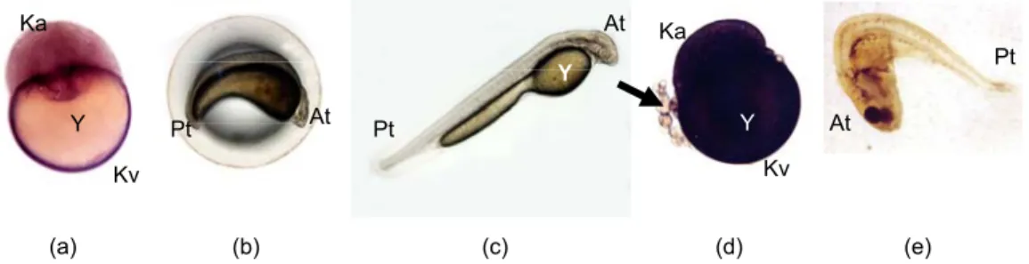 Gambar 2.  Morfologi embrio dan larva. (a)-(c) berturut-turut blastula, tahap pembentukan  mata dan larva baru menetas hasil pembuahan antara sperma kelompok  kontrol dengan telur segar