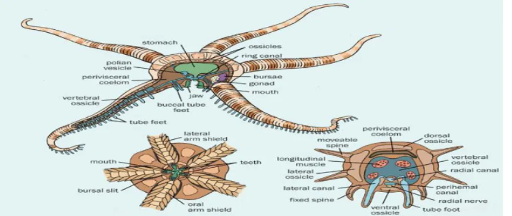 Gambar 9. Anatomi bintang laut 