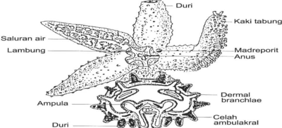 Gambar 2. Struktur tubuh bintang laut 