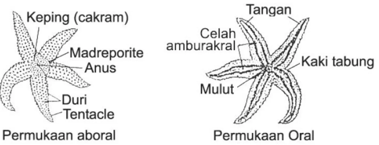 Gambar 4. Struktur umum bagian tubuh bintang laut.