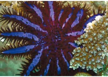 Gambar 8. Thorn starfish (A. planci) 