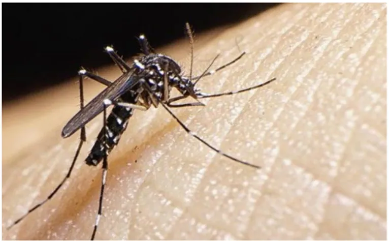 Gambar 2. Nyamuk sebagai vektor virus demam berdarah  Sumber: www.gambar.com 