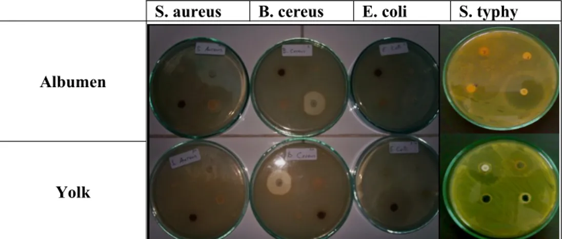 Gambar 1. Foto gambaran zona hambat senyawa aktif pada cacing, kuning telur dan putih telur terhadap  beberapa bakteri patogen