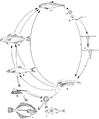 Gambar 1   Siklus hidup nematoda zoonotik Anisakis sp. di ekosistem laut.  