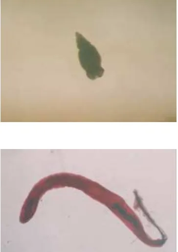 Gambar 8  Cacing-cacing non-zoonotik. (A) Cacing pita tetraphyllidae stadium pleroserkoid, (B) Cacing pipih Lecithocladium sp