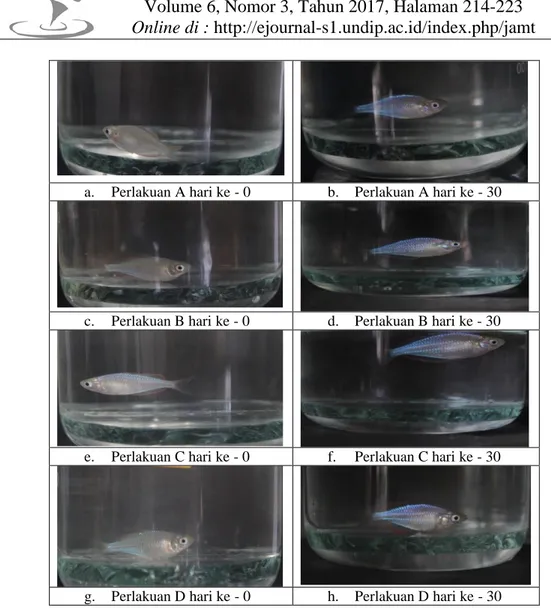 Tabel 2.Hasil pengukuran kualitas air pada media pemeliharaan ikan rainbow (Melanotaenia pearcox)