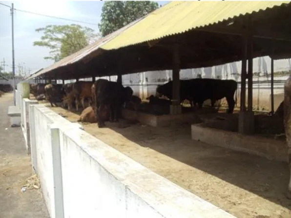 Gambar 3.4 Kandang tempat hewan diistirahatkan 