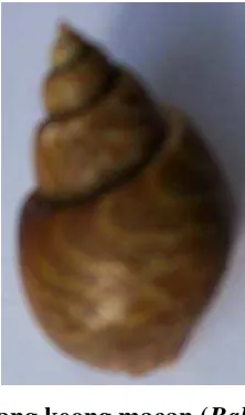 Gambar 1 Cangkang keong macan (Babylonia spirata L.).     