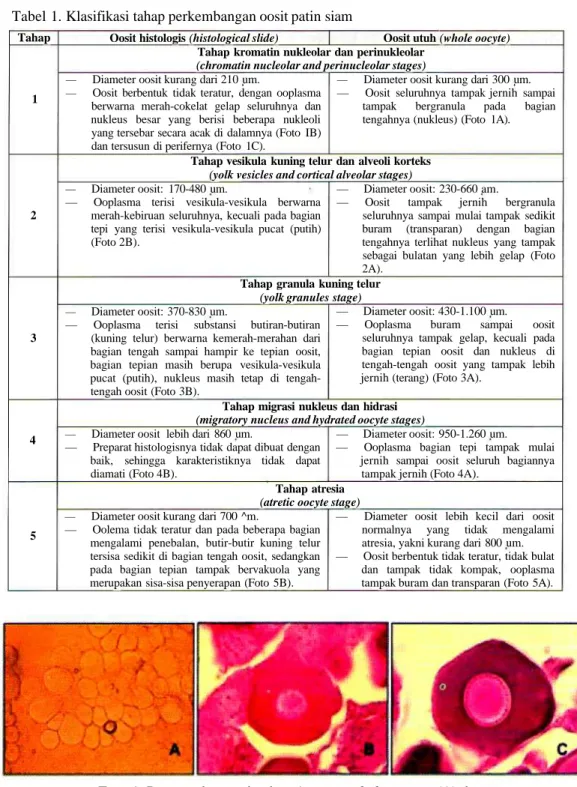 Tabel 1. Klasifikasi tahap perkembangan oosit patin siam Tahap 1 2 3 4 5
