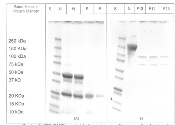 Gambar 2. SDS-PAGE yang telah diwarnai dengan Coomassie Blue hasil analisis nimotuzumab sebelum dan setelah fragmentasi, serta fraksi hasil pemurnian