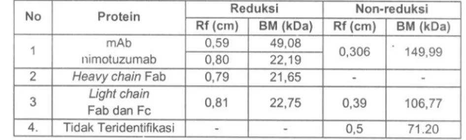 Table 2. Hasil analisis nimotuzumab sebelum dan sesudah fragmentasi dengan SOS-PAGE No Protein Reduksi Non-reduksi Rf (ern) 8M (kDa)Rf(em)8M (kDa) 1 mAb 0,5949,080,306