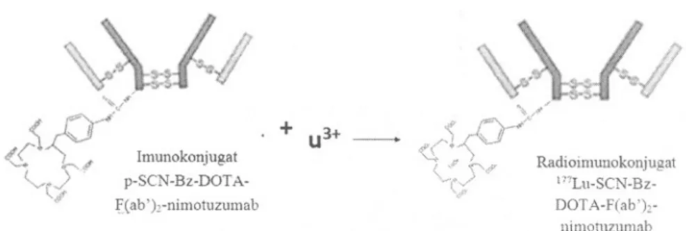 Gambar 4. Skema reaksi pembentukan radioimunokonjugat 177Lu-SCN-Bz-DOT A- F(ab')2-nimotuzumab.