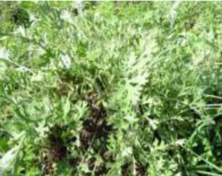 Gambar 6.  Bunga piretrum ( Chrysanthemum   cinerariaefolium)