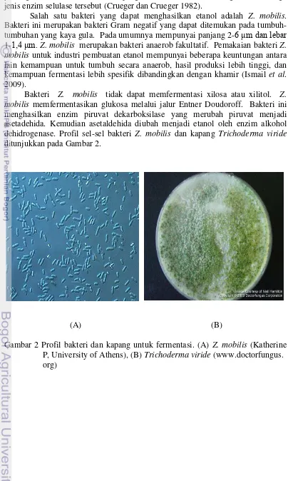 Gambar 2 Profil bakteri dan kapang untuk fermentasi. (A) Z. mobilis (Katherine 