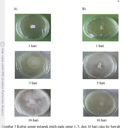 Gambar 3 Kultur jamur pelapuk putih pada umur 1, 5, dan 16 hari.(atas ke bawah). 