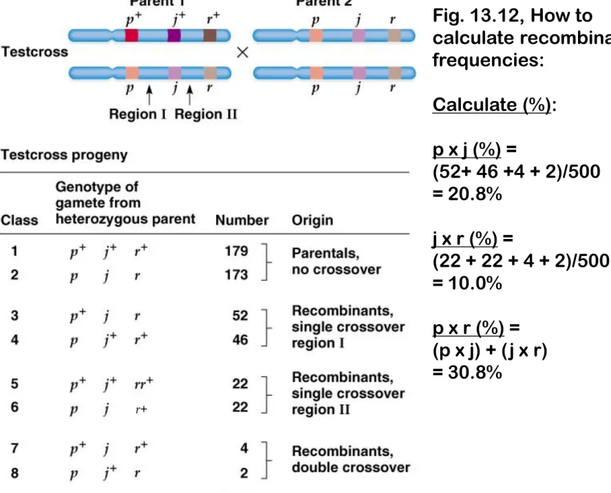 Fig. 13.12, How to  calculate recombination  frequencies: Calculate (%): p x j (%) =  (52+ 46 +4 + 2)/500 = 20.8% j x r (%) =  (22 + 22 + 4 + 2)/500 = 10.0% p x r (%) = (p x j) + (j x r) = 30.8% r+