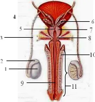 Gambar 1. Organ reproduksi pria 