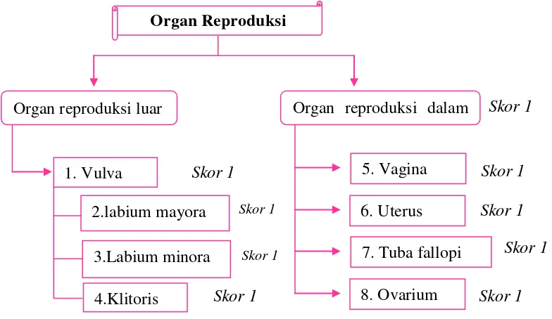 Gambar 2. Organ reproduksi wanita bagian luar 