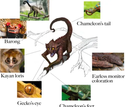 Gambar 2 Primatomimus borneensis atau  monkey-mimic lizard  (Sumber:  Dokumentasi  pribadi, 2020.