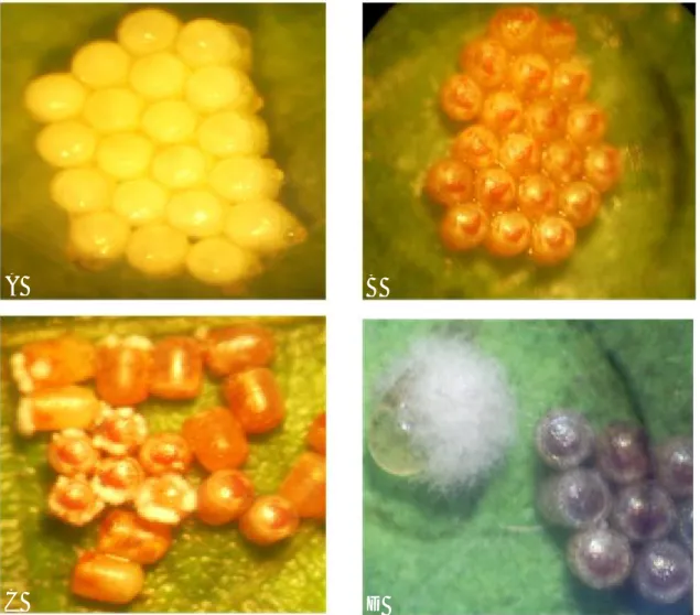 Gambar 1. Kelompok telur kepik hijau normal (A), telur yang disemprot menggunakan cendawan B