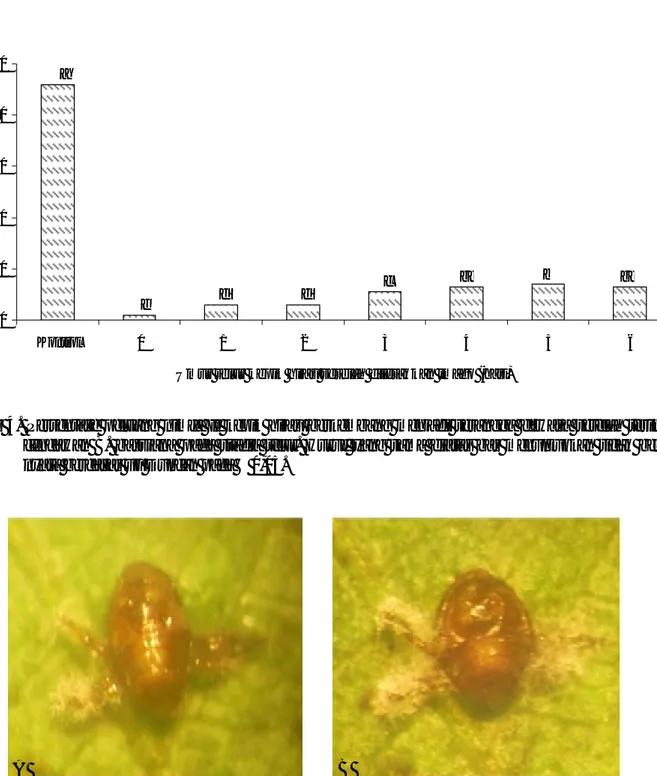 Gambar 5. Tungkai kepik hijau nimfa I yang dikolonisasi oleh cendawan B. bassiana. (A) umur 3 HSA dan (B) umur 4 HSA.020406080100Kontrol 0 1 2 3 4 5 6