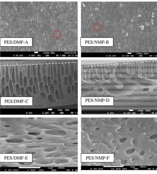 Gambar 1.   Morfologi  membrane  PES  yang  dibuat  dengan  pelarut  yang  berbeda,  (A)  Struktur  permukaan  membran  PES/DMF,  (B)  Struktur  permukaan  membran  PES/NMP,  (C)  Struktur  penampang melintang membran  PES/DMF,  (D)  Struktur  penampang me