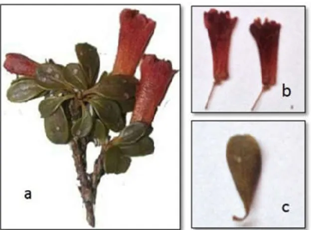 Gambar  1.  Rhododendron  quadrasianum  S.vidal  var.celebebicum  J.J.Sm:  (a)  Ranting  dan perbungaan, (b) bunga, (c) daun 